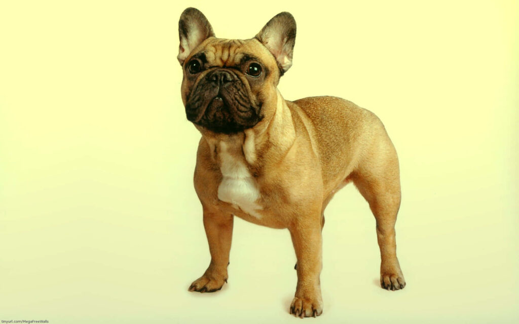 Delightful French Bulldog Puppy Wallpaper for Dog Lovers