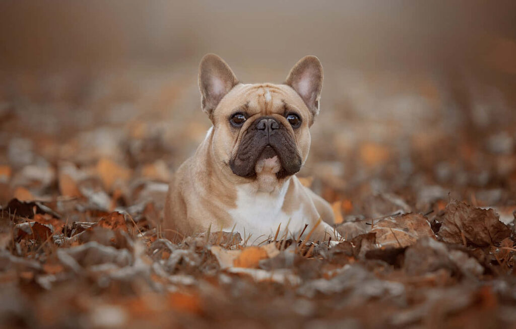 Charming French Bulldog Wallpaper in Autumn Leaves