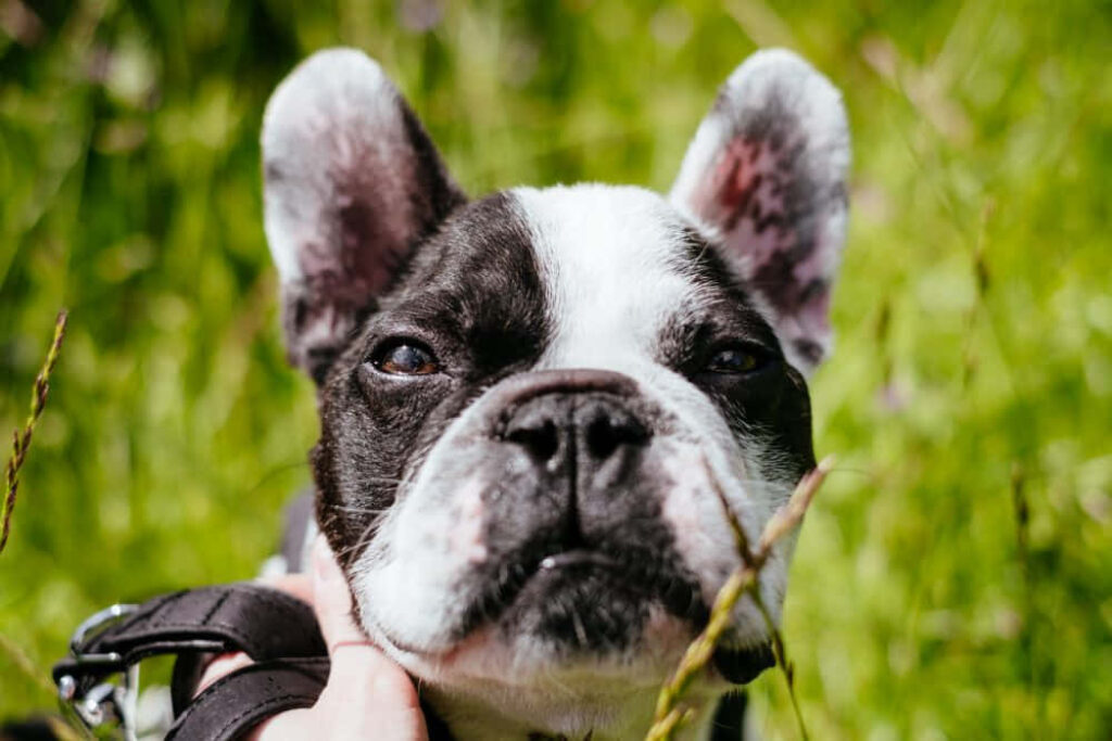 Charming French Bulldog Wallpaper: Close-up in Lush Green Background