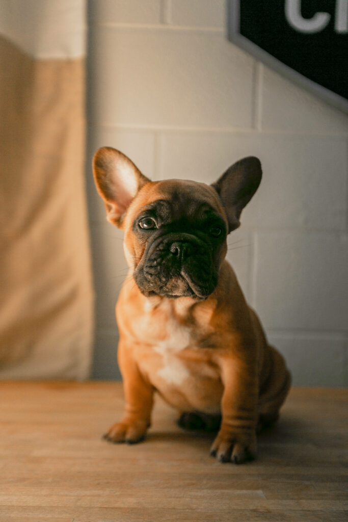 Charming Brown French Bulldog Wallpaper with Cozy Atmosphere
