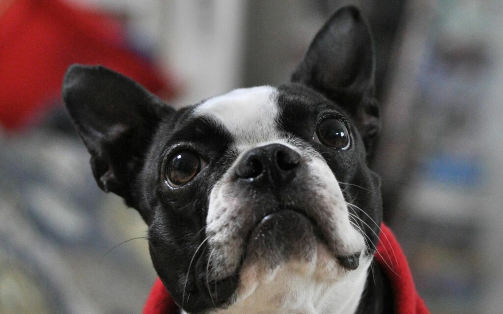 Charming Spotted French Bulldog Close-Up Wallpaper - High Res 1920x1200