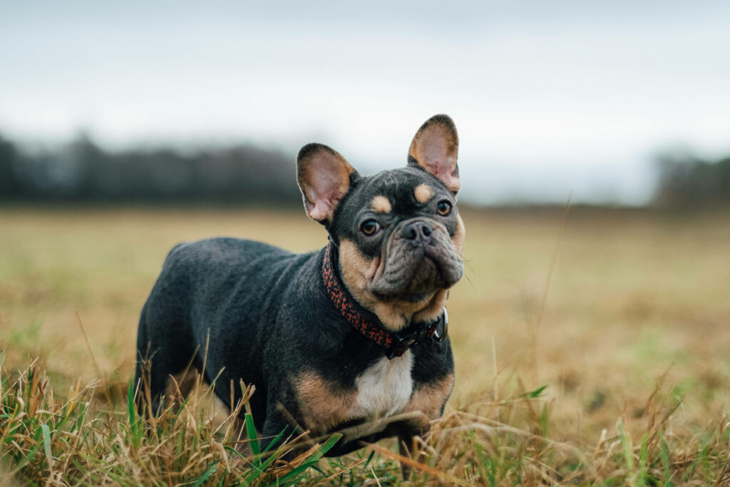 Charming French Bulldog Wallpaper in Serene Natural Field Background