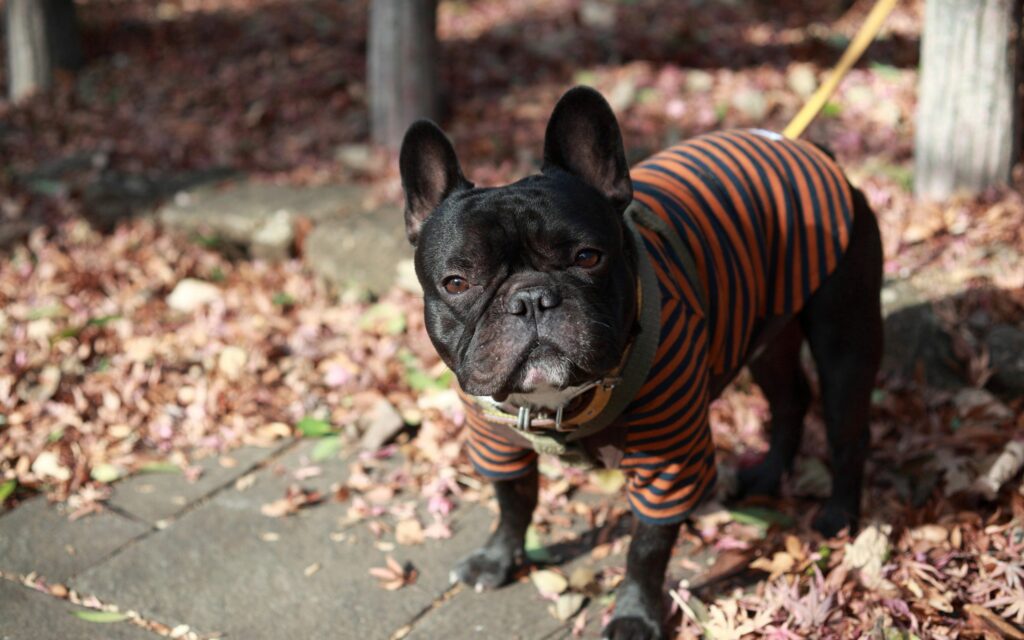 Charming French Bulldog in Sweater on Leafy Autumn Street Wallpaper
