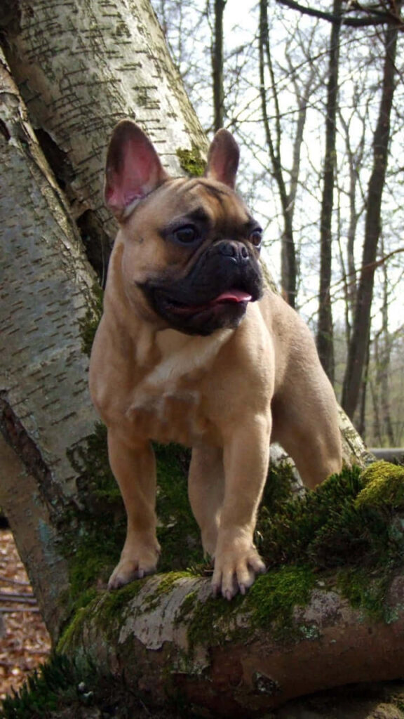 Charming French Bulldog on Mossy Branch in Serene Forest Background Wallpaper