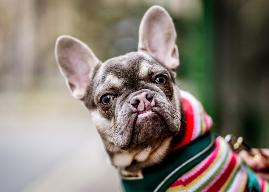 Charming French Bulldog in Colorful Sweater - Playful Pet Wallpaper