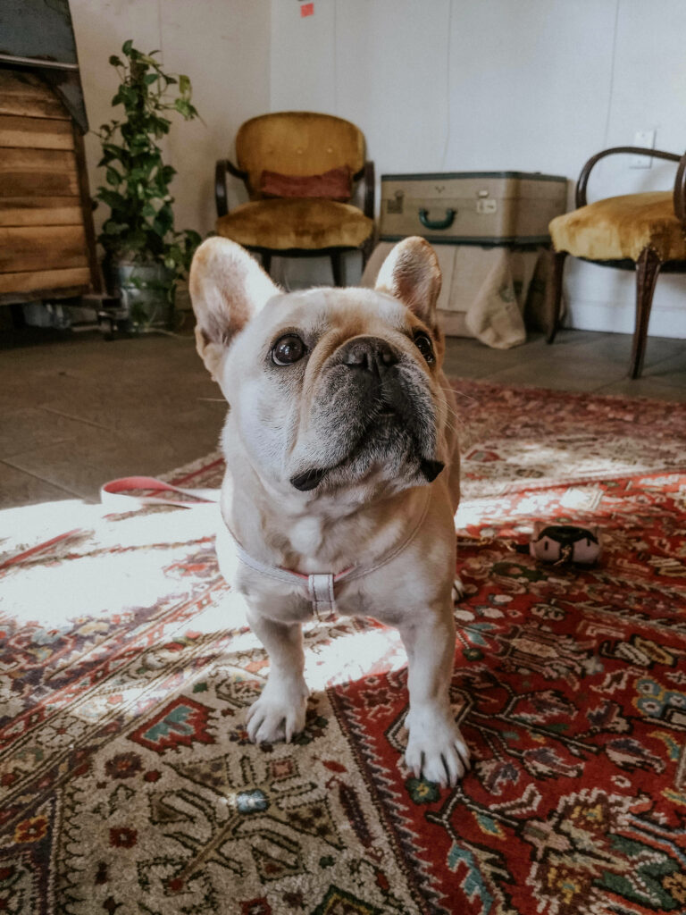 Charming French Bulldog on Cozy Red Rug in Vintage Living Room Wallpaper