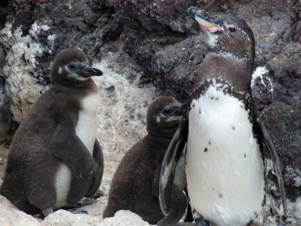 Charming Galapagos Penguin Family on Rugged Rocks – Wildlife Wallpaper