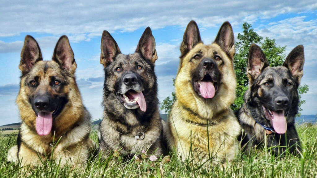 Loyal German Shepherds in Green Field - Charming Wallpaper Background