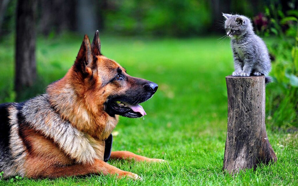 Playful German Shepherd & Kitten: Lush Green Grass Wallpaper