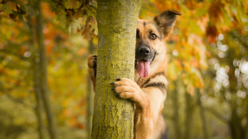 Charming Autumn Wallpaper: German Shepherd Peeking Behind Tree