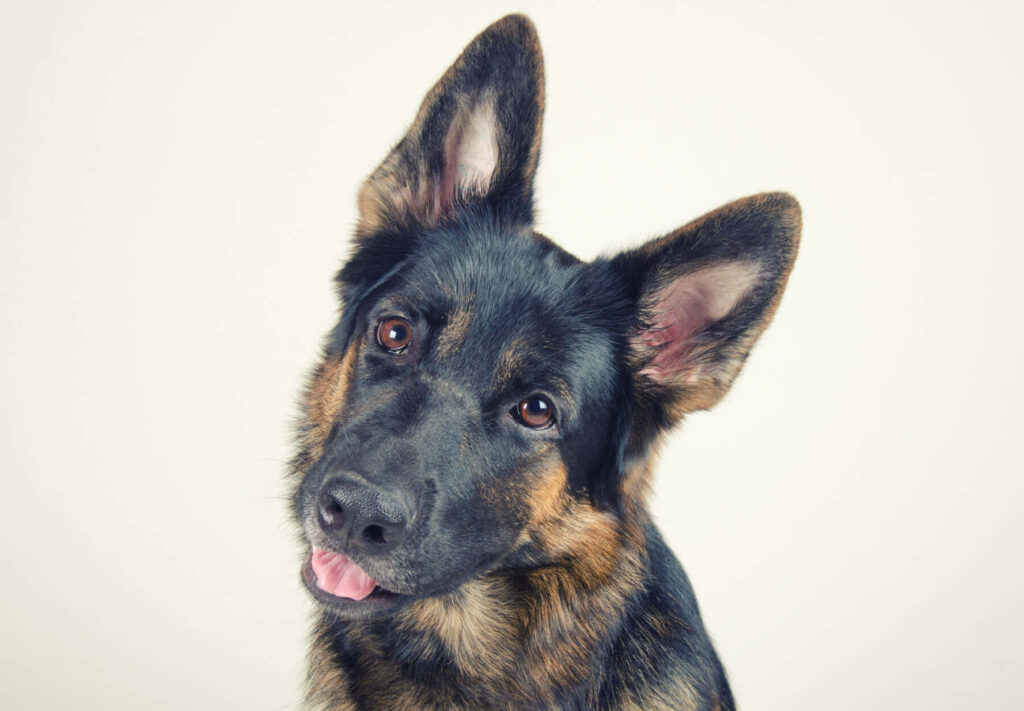 Charming German Shepherd Wallpaper: Loyal & Lovable Companion Background