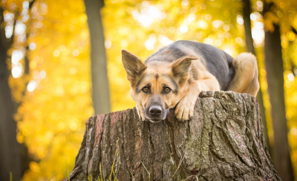 Charming German Shepherd on Tree Stump: Autumn Wallpaper Background