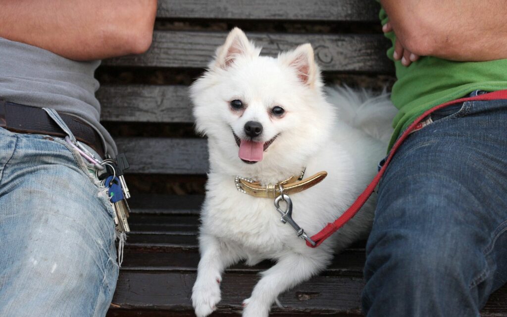 Charming German Spitz Dog on Bench - Fluffy White Wallpaper 1920x1200