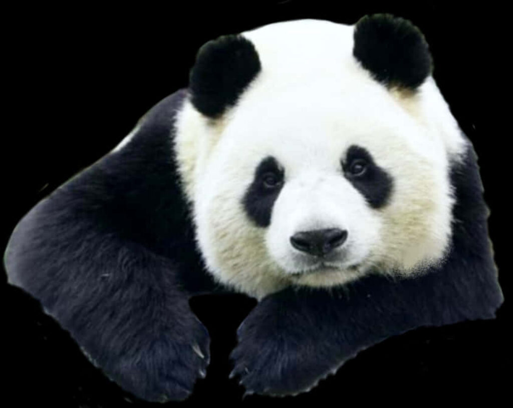 Giant Panda Portrait Wallpaper on Black Background - Stunning Image