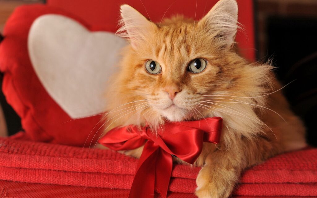 Cozy Ginger Cat with Red Bow on Plush Cushion - Charming Wallpaper