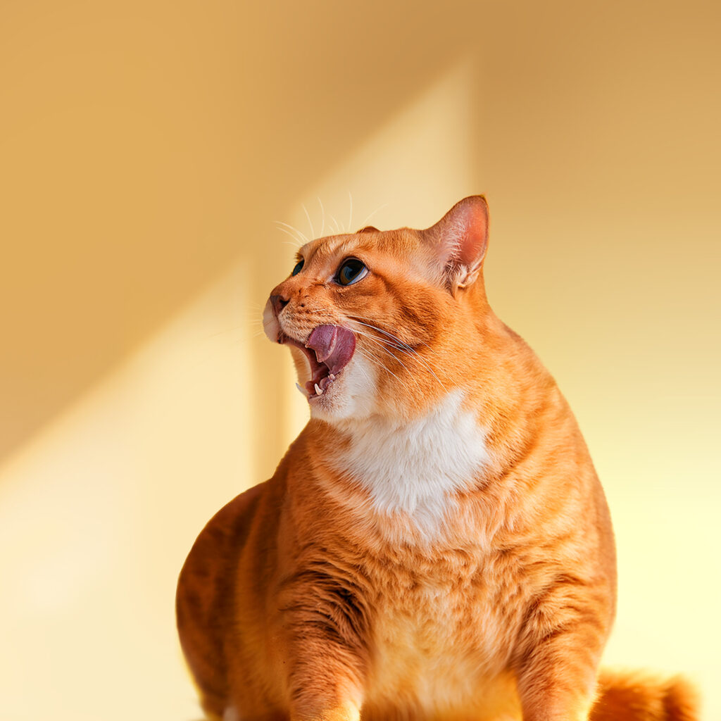 Charming Ginger Cat Mid-Yawn on Warm Wallpaper Background