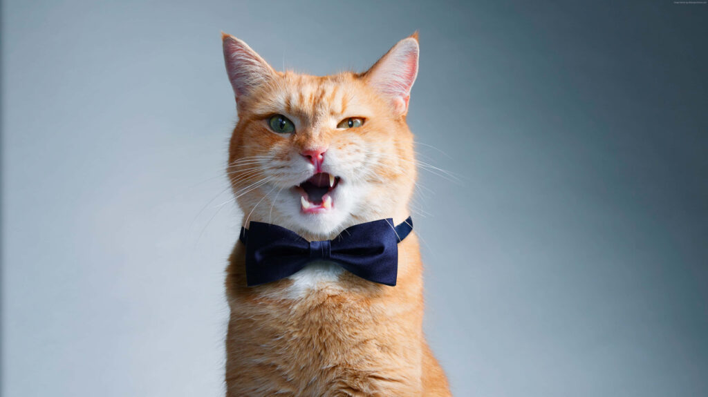 Charismatic Ginger Cat in Bow Tie on Blue-Gray Background Wallpaper