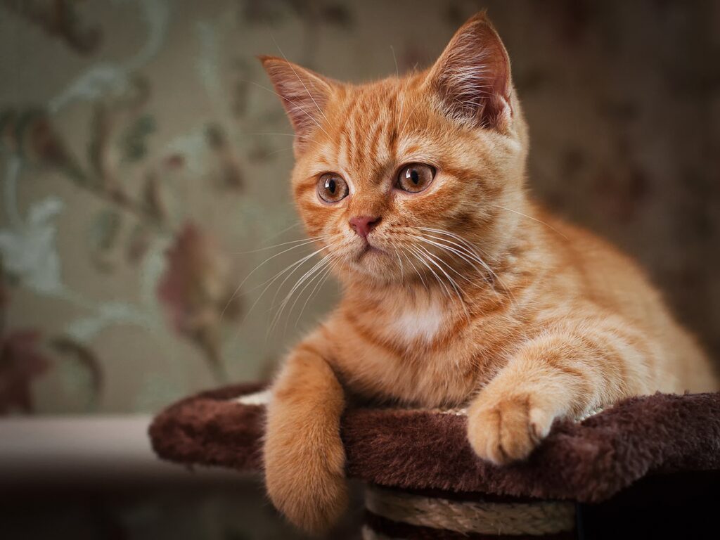 Adorable Ginger Kitten on Cozy Perch with Floral Background Wallpaper