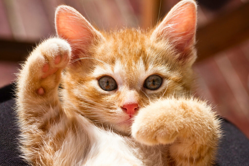 Adorable Ginger Kitten Close-Up: Playful Paws & Fluffy Fur Wallpaper