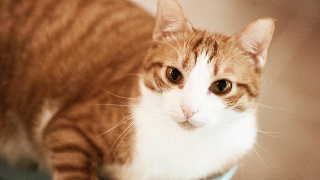 Ginger and White Tabby Cat Wallpaper - Calm & Charming 1920x1080