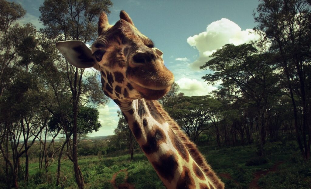 Charming Giraffe Close-Up in Lush Green Natural Background Wallpaper