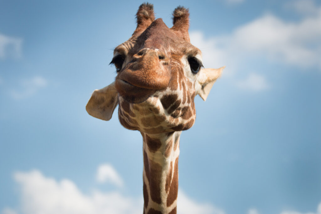 Charming Giraffe Face Close-Up Against Clear Blue Sky Wallpaper