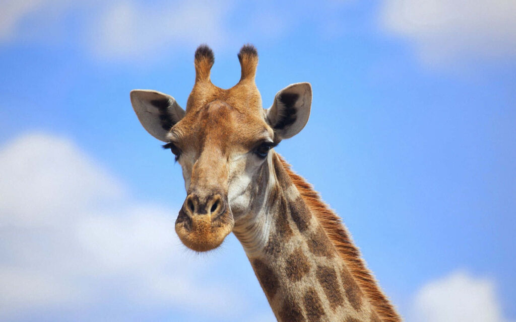 Charming Giraffe Close-Up Wallpaper Against Clear Blue Sky