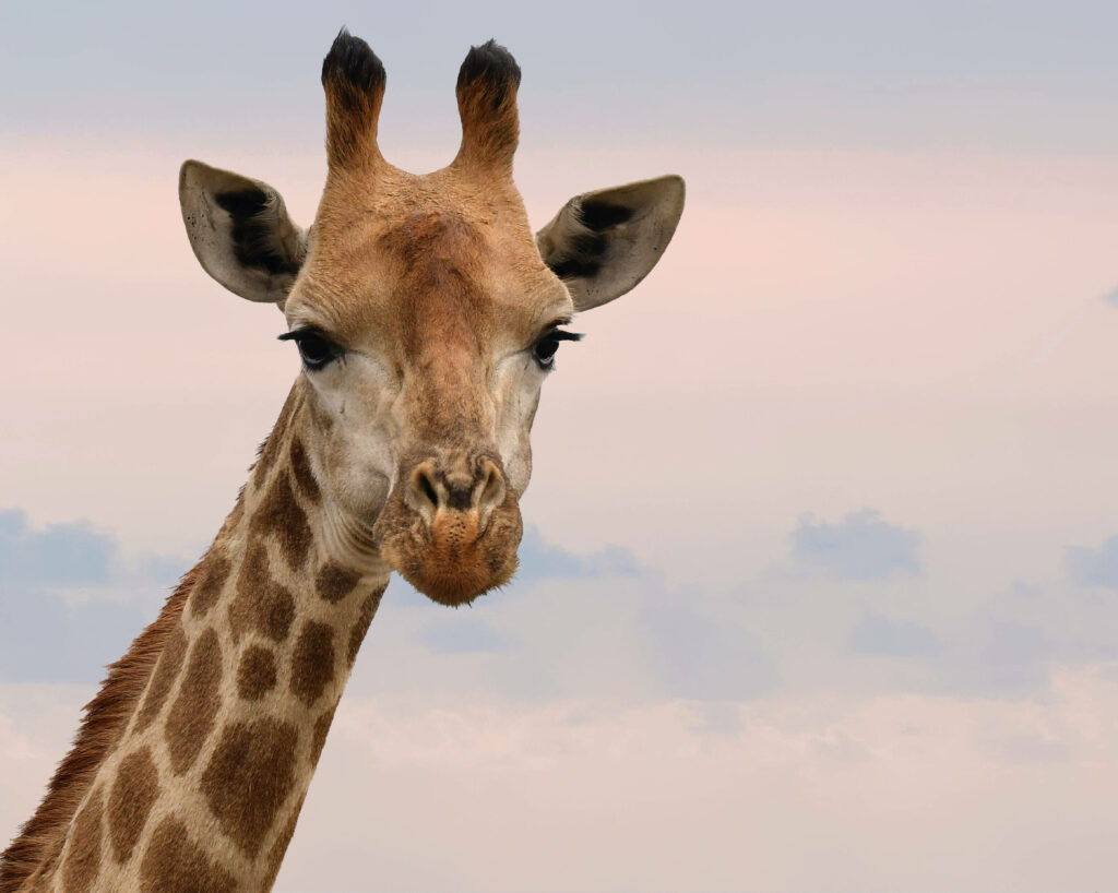 Charming Giraffe Close-Up Wallpaper Against Soft Pastel Sky