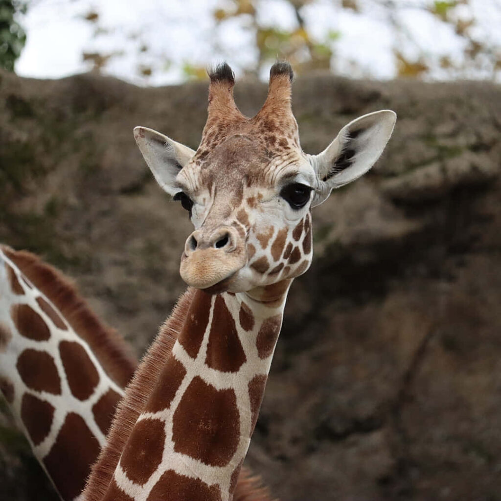 Charming Young Giraffe in Natural Habitat: Patterned Coat & Sweet Look Wallpaper