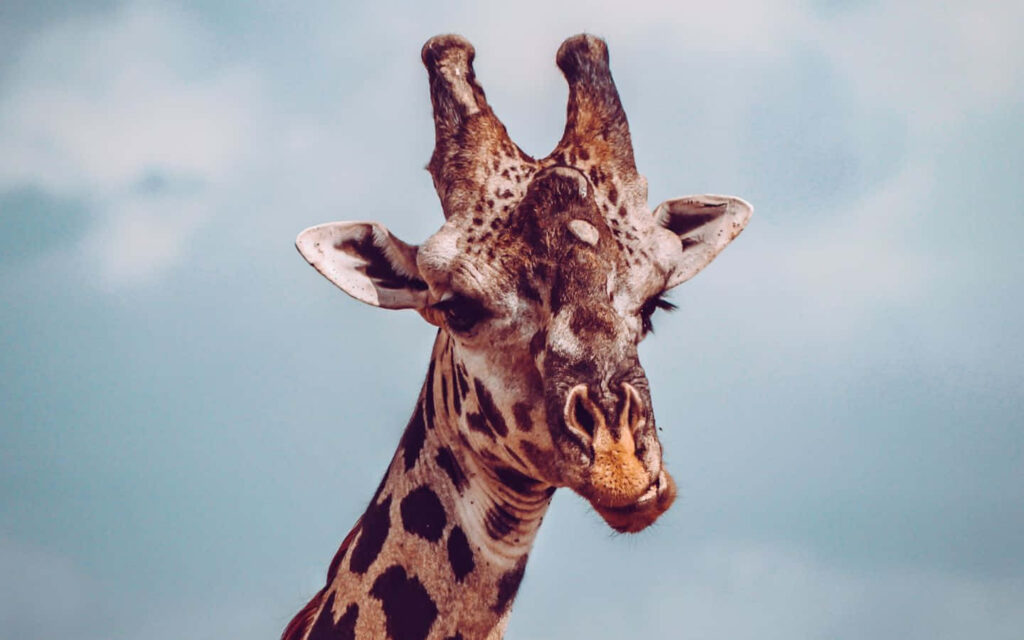 Quirky Giraffe Wallpaper: Charming Fun Against a Clear Sky Background