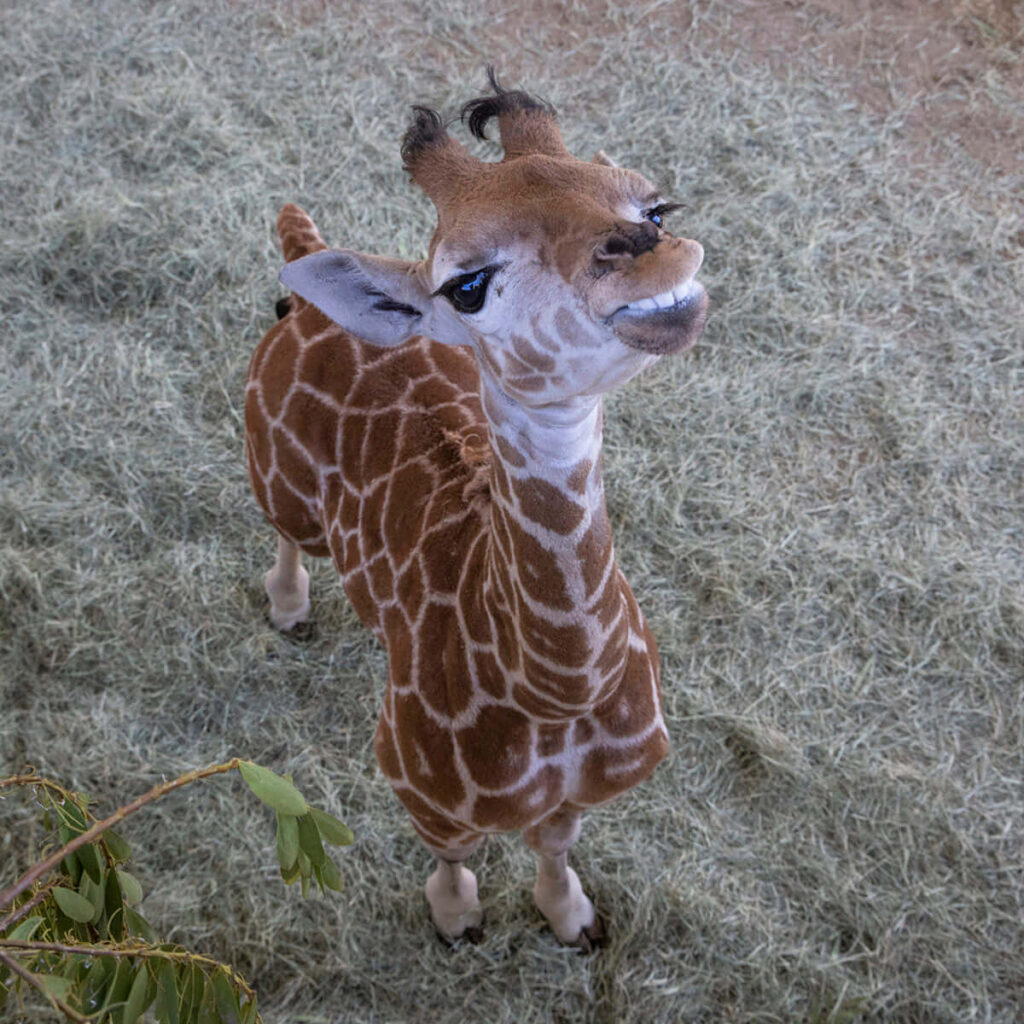 Charming Young Giraffe Msituni on Straw - Joyful Animal Wallpaper