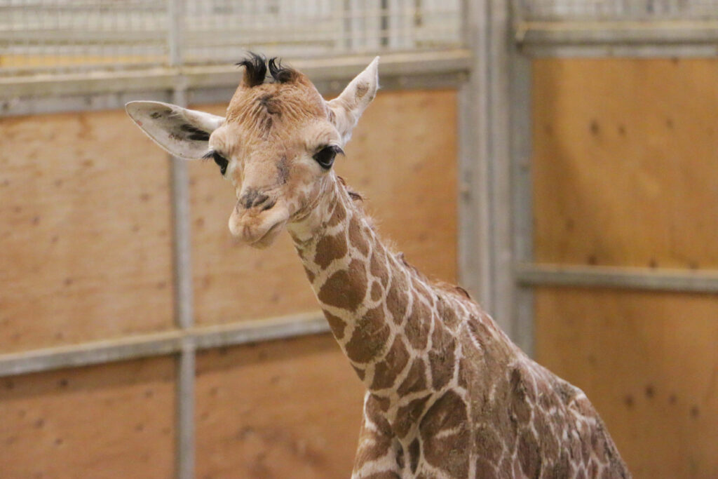 Charming Young Giraffe in Captivity: Unique Wooden and Metal Background Wallpaper