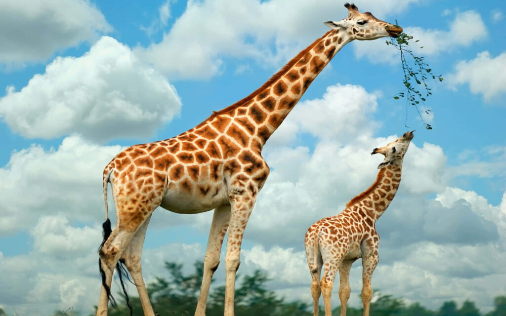 Charming Giraffes in Sunlit Landscape Wallpaper | Nature Background