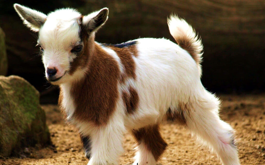 Charming Brown and White Goat Kid on Sandy Ground - Nature Wallpaper