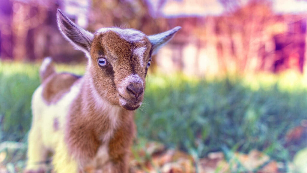 Charming Goat Kid in Pastel-Toned Field Wallpaper - Aesthetic Background