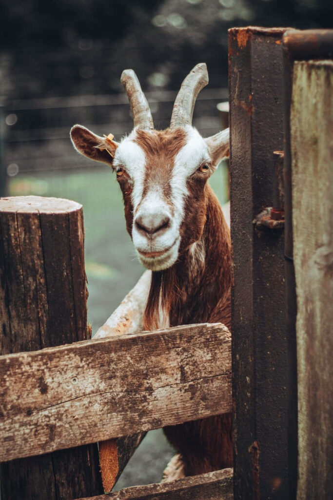 Playful Goat Peeks Through Wooden Fence in Rustic Setting Wallpaper