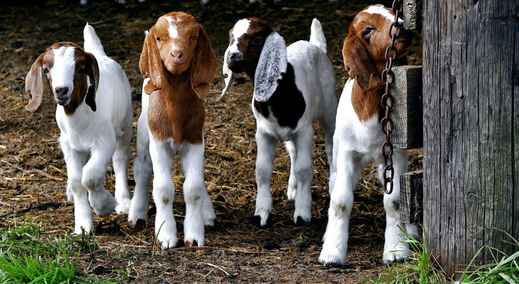 Charming Goats Wallpaper: Adorable Scene in Rustic Background