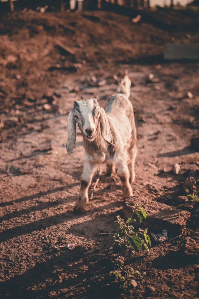 Charming Goat in Muddy Landscape - Cozy Wallpaper Background