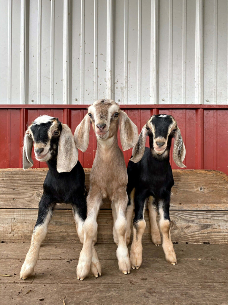 Charming Goat Wallpaper: Rustic Backdrop with Young Goats