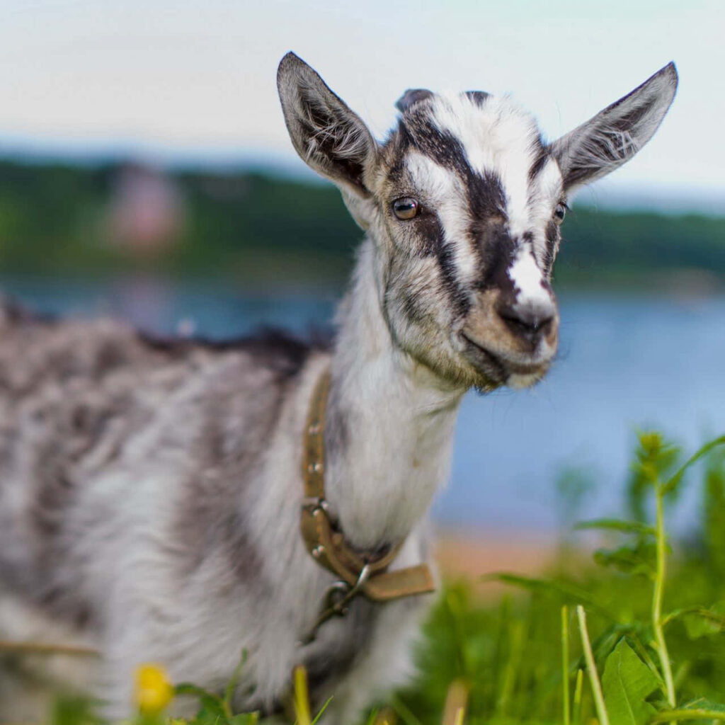 Charming Goat in Leather Collar Against Serene Greenery Background Wallpaper