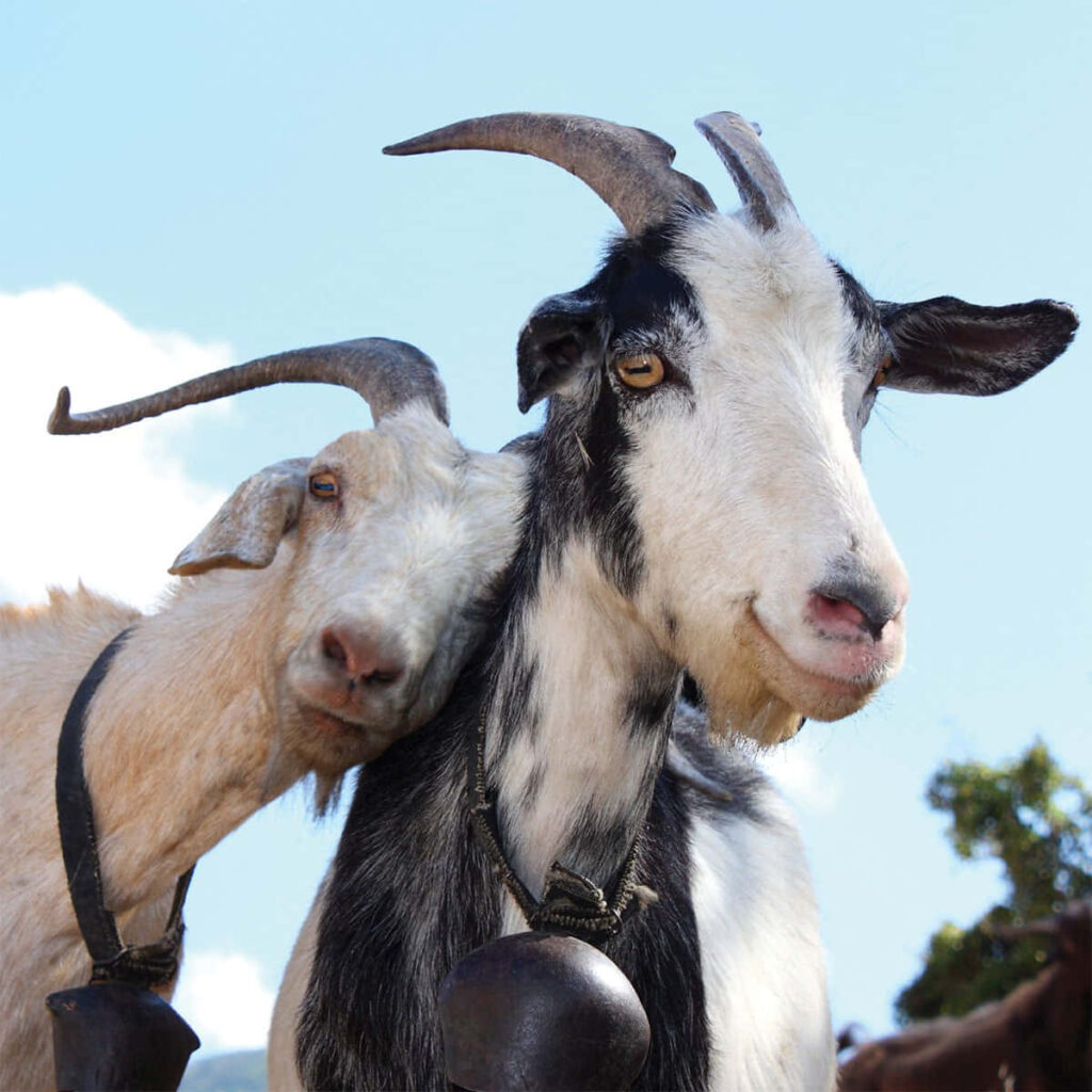 Playful Goats with Long Horns: Charming Wallpaper Scene