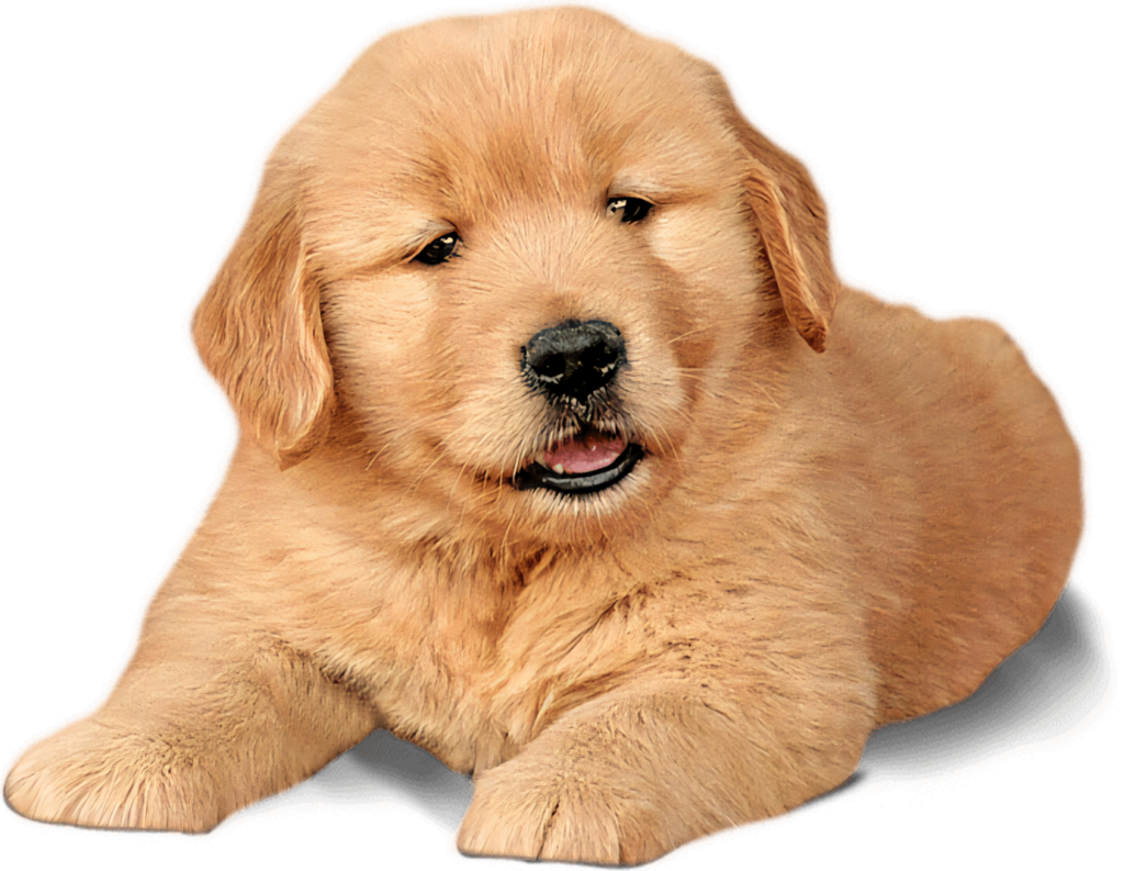 Charming Golden Labrador Puppy Wallpaper for Dog Lovers