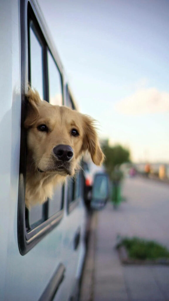 Charming Golden Retriever Car Window Wallpaper for iPhone 11 Pro  