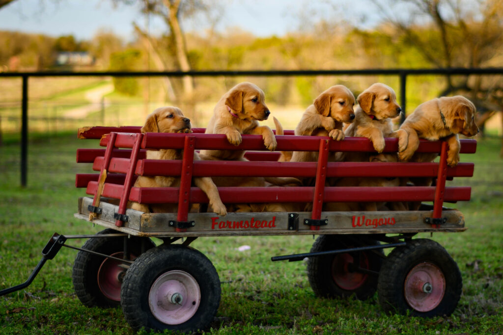 Adorable Golden Retriever Puppies in Rustic Wagon - Heartwarming Wallpaper