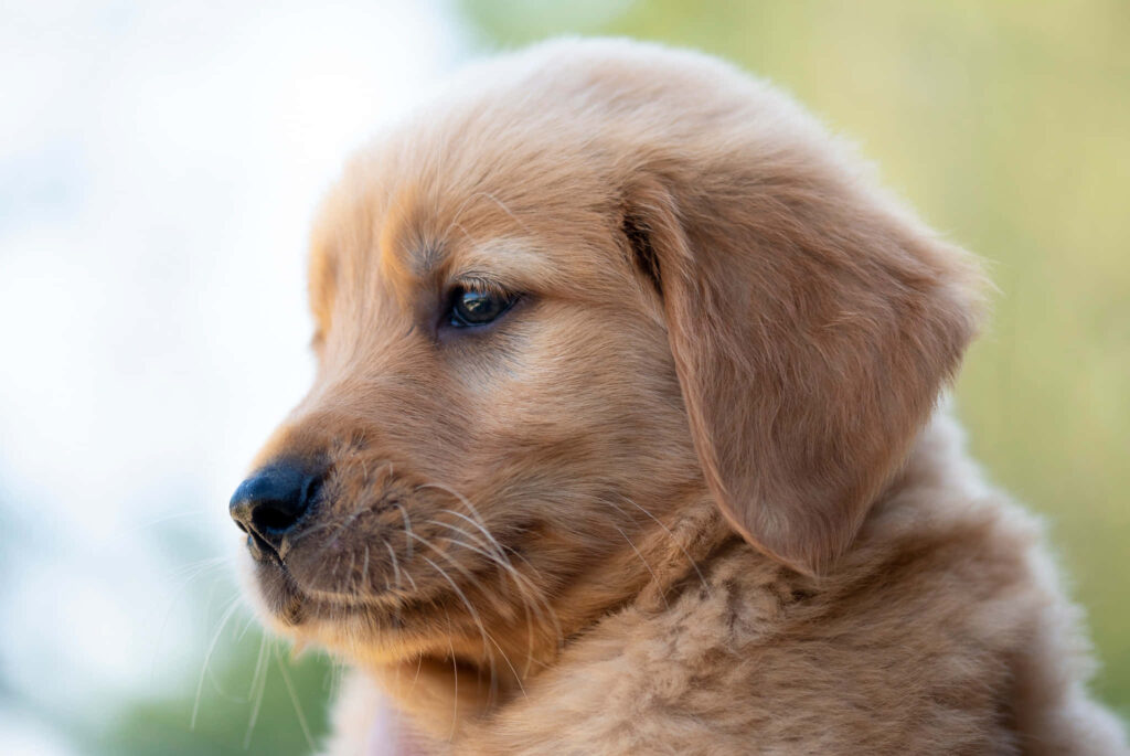 Fluffy Golden Retriever Puppy Close-Up - Heartwarming Wallpaper