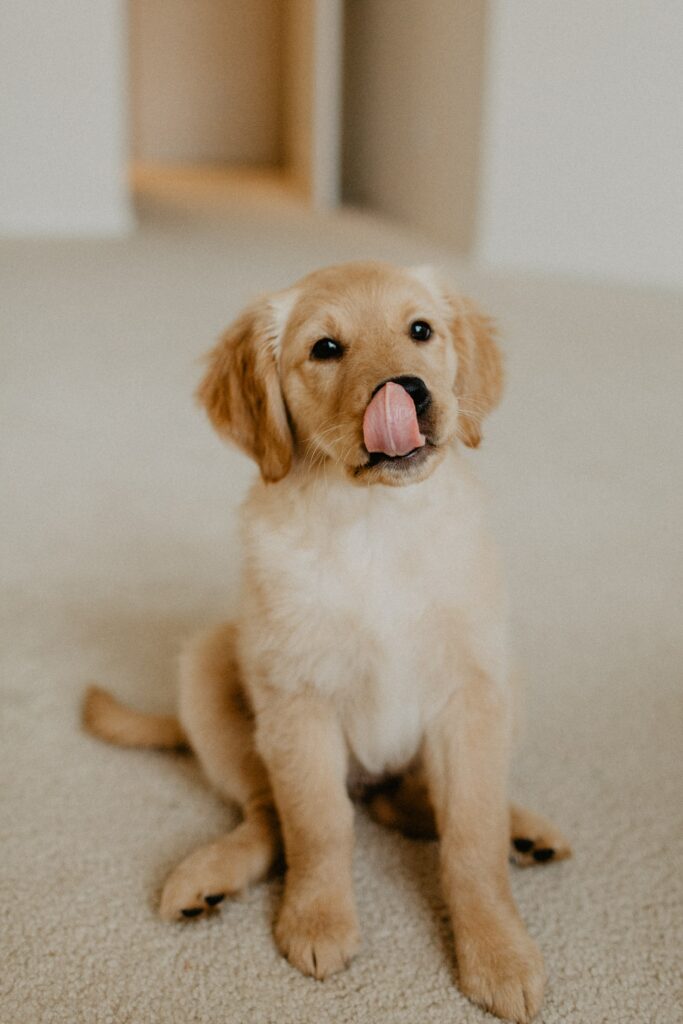 Charming Golden Retriever Puppy Wallpaper - Playful & Adorable Background