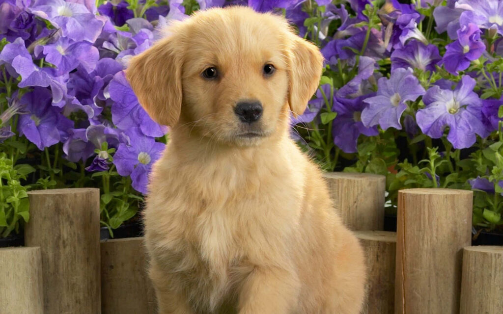 Charming Golden Retriever Puppy Wallpaper with Purple Flower Background