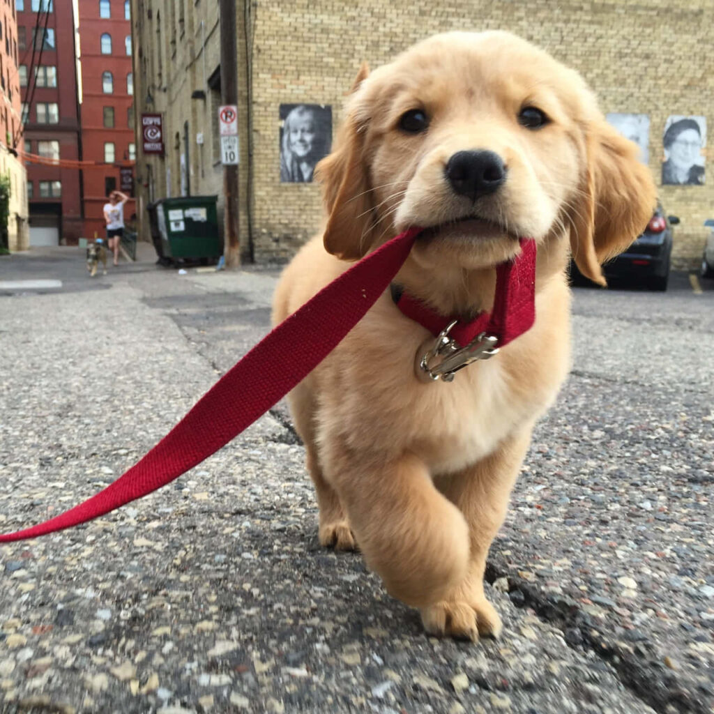 Adorable Golden Retriever Puppy Wallpaper: Playful Urban Charm