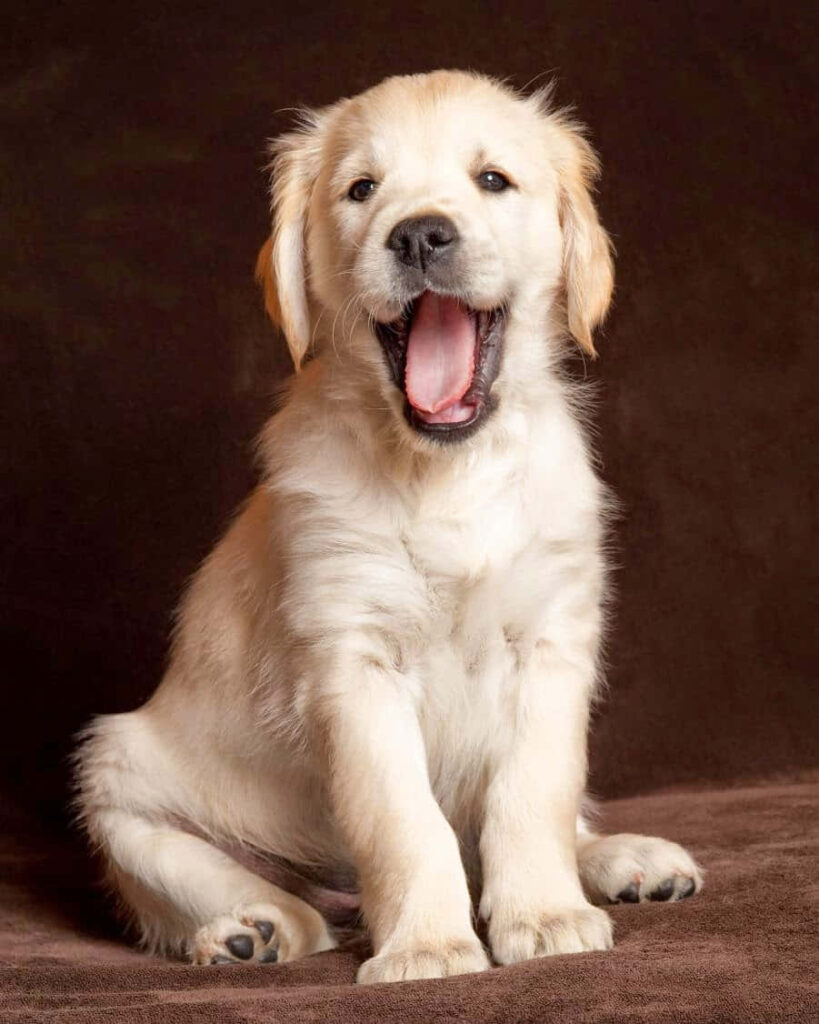 Charming Golden Retriever Puppy Yawning - Heartwarming Wallpaper
