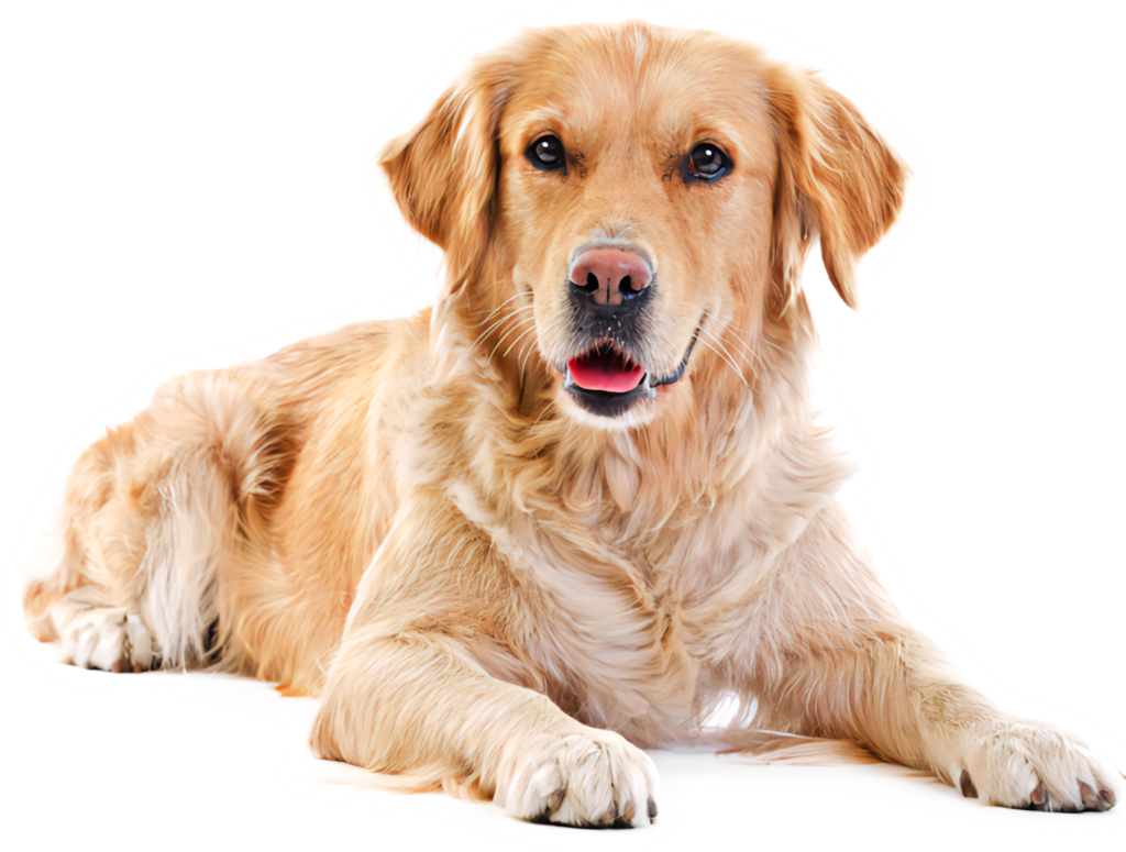 Charming Golden Retriever Wallpaper: Calm & Friendly Pet Background
